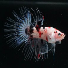 画像1: CT　鯉 (1)
