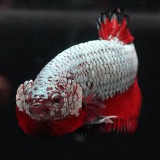 画像3: HMPK　ブラックレッドドラゴン (3)