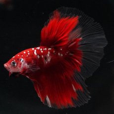 画像9: HM　鯉　クリアフィン (9)