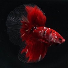 画像5: HM　鯉　クリアフィン (5)
