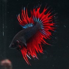 画像12: CT　ブラックオーキッド　変わり柄 (12)