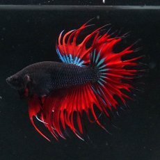 画像8: CT　ブラックオーキッド　変わり柄 (8)