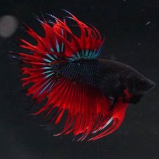 画像11: CT　ブラックオーキッド　変わり柄 (11)