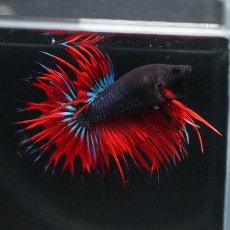 画像9: CT　ブラックオーキッド　変わり柄 (9)