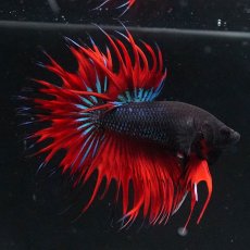 画像3: CT　ブラックオーキッド　変わり柄 (3)