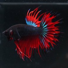 画像6: CT　ブラックオーキッド　変わり柄 (6)