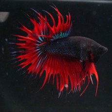 画像5: CT　ブラックオーキッド　変わり柄 (5)