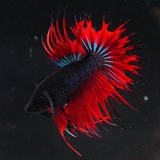 画像4: CT　ブラックオーキッド　変わり柄 (4)