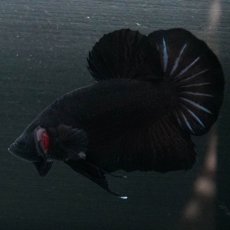 画像5: GHMPK　ブラック (5)