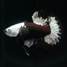 画像4: HMPK　ブラックサムライ (4)
