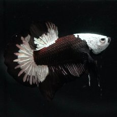 画像1: HMPK　ブラックサムライ (1)