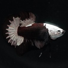 画像6: HMPK　ブラックサムライ (6)