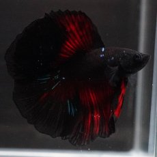 画像8: FM　ブラックレッド　変わり柄 (8)