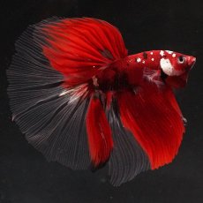 画像8: HM　鯉　クリアフィン (8)