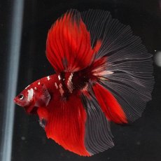画像7: HM　鯉　クリアフィン (7)