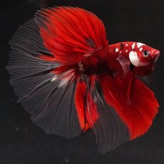 画像6: HM　鯉　クリアフィン (6)