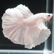 画像1: HMダンボ　ホワイト (1)