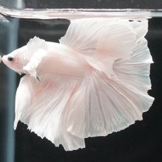 画像7: HMダンボ　ホワイト (7)