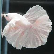 画像2: HMダンボ　ホワイト (2)