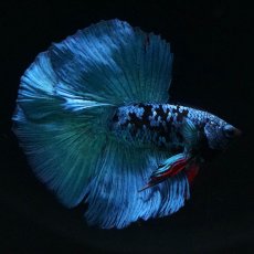 画像2: FM　ブラックスター (2)