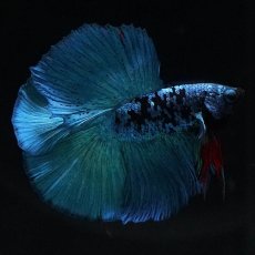 画像8: FM　ブラックスター (8)