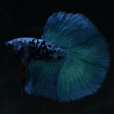 画像9: FM　ブラックスター (9)