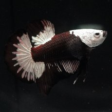 画像5: HMPK　ブラックサムライ (5)