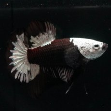 画像3: HMPK　ブラックサムライ (3)