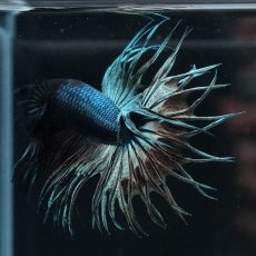 画像3: KCT　カッパー (3)