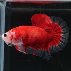 画像8: HMPK　紅白 (8)