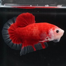 画像1: HMPK　紅白 (1)