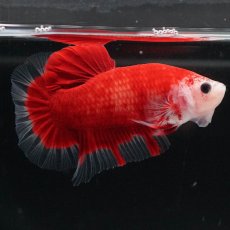 画像7: HMPK　紅白 (7)