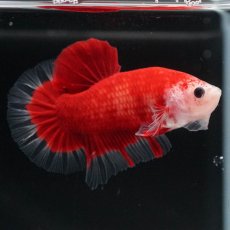 画像4: HMPK　紅白 (4)