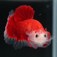 画像3: HMPK　紅白 (3)