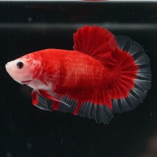 画像6: HMPK　紅白 (6)