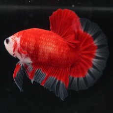 画像5: HMPK　紅白 (5)