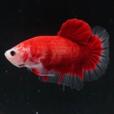 画像2: HMPK　紅白 (2)