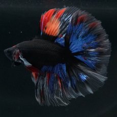 画像9: FM　ブラックキャンディ (9)