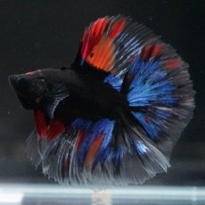 画像4: FM　ブラックキャンディ (4)