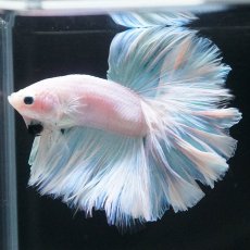 画像3: HM　ホワイトファンシー　ローズテール (3)