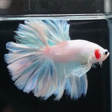 画像6: HM　ホワイトファンシー　ローズテール (6)