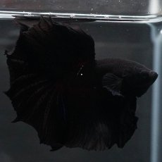 画像1: HM　ブラック (1)