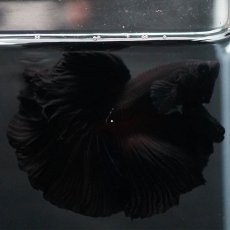 画像14: HM　ブラック (14)