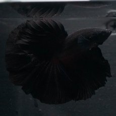 画像4: HM　ブラック (4)