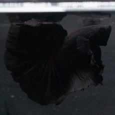 画像10: HM　ブラック (10)