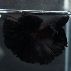 画像6: HM　ブラック (6)