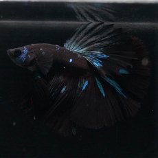 画像3: HM　ブルーブラック (3)