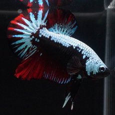 画像1: HMPK　ブルーブラックサムライ　変わり柄 (1)