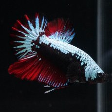 画像3: HMPK　ブルーブラックサムライ　変わり柄 (3)