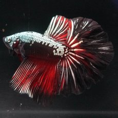 画像7: HM　ブラックレッドサムライ (7)